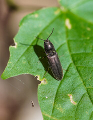 Macro shot of a black click beetle on a green leaf