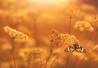 Motyl Polowiec szachownica , letnia łąka, zachód słońca. 