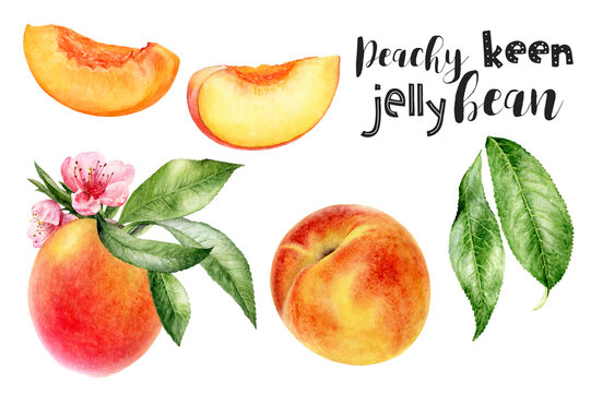 Watercolor illustration of peach fruits set close up. Design template for packaging, menu, postcards.