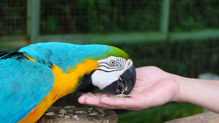 Closeup of a blue-and-gold macaw bird eating seeds from a hand. 