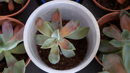 Closeup of a succulent plant with sun burn damage, with parts of its leaves turning brown. 