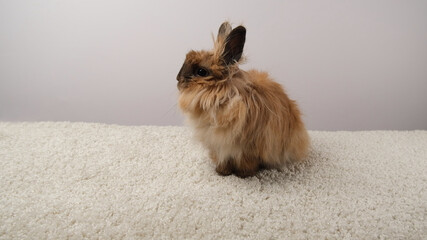 Cute  rabbit on white carpet.