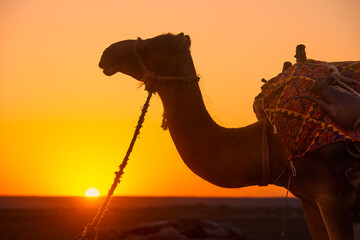 Beautiful silhouette of camel at sunset in hot desert - 767790913
