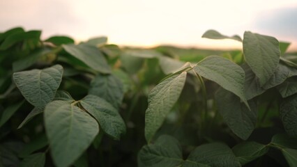 Agriculture. soybean plantation field a green beans close -up. concept of business agriculture. soy bean growing vegetables plant care. movement of green field soy bean. bio agricultural light farm