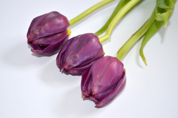 Bordo Tulips on White Background 