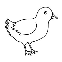Chicken bird line drawing. Doodle vector illustration.