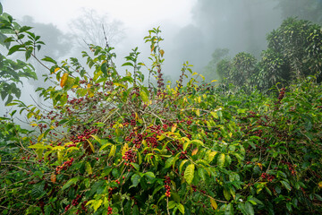 Fototapeta na wymiar Coffee Beans, Coffee cherry beans on tree in Chiriqui highlands, Panama, Central America - stock photo