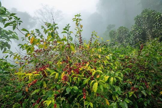Coffee Beans, Coffee cherry beans on tree in Chiriqui highlands, Panama, Central America - stock photo
