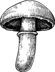 Hand-drawn champignon mushroom sketch. Autumn forest plant  vector illustration in vinatge style - 767793707