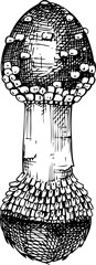 Hand-drawn mushroom sketch. Autumn forest plant  vector illustration in vinatge style - 767793773