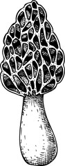 Hand-drawn morel  mushroom sketch. Autumn forest plant  vector illustration in vinatge style - 767793776