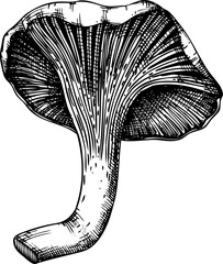 Hand-drawn chanterelle mushroom sketch. Autumn forest plant  vector illustration in vinatge style - 767793778
