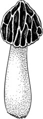 Hand-drawn half-free morel mushroom sketch. Autumn forest plant  vector illustration in vinatge style - 767793787