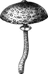 Hand-drawn mushroom sketch. Autumn forest plant  vector illustration in vinatge style - 767793799