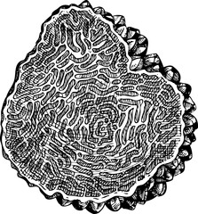 Hand-drawn black truffle mushroom sketch. Autumn forest plant  vector illustration in vinatge style - 767793924