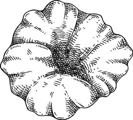 Hand-drawn white truffle mushroom sketch. Autumn forest plant  vector illustration in vinatge style - 767793961