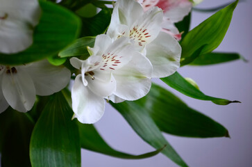 Alstroemeria