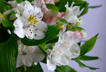 Obraz premium Alstroemeria