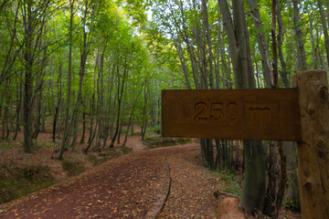 Jogging trail in a forest and distance marker. healthy lifestyle concept photo
