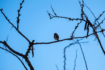 Goldfinch, Carduelis carduelis, single bird perched between the branches of a tree