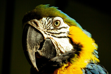 dark background - yellow blue wing macaw ara ararauna