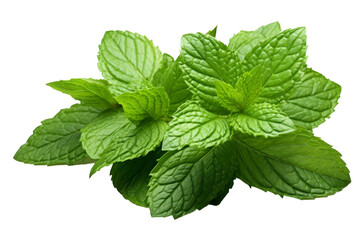 Dancing Mint Leaves: Freshness on a White Canvas. On a White or Clear Surface PNG Transparent Background.