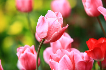 pink Tulip flowers blooming in the garden with soft background 