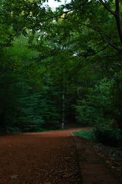 Moody view of a jogging trail in a lush forest