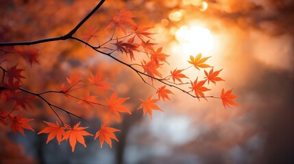 beautiful autumn landscape with red and yellow leaves on the branches of trees in the forest at sunset, sunlight and beautiful nature