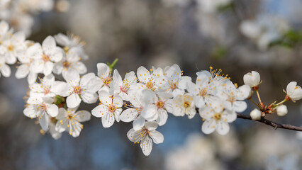 Białe kwitnące drzewo na wiosnę, dekoracja, tapeta 