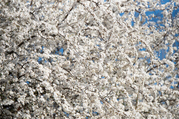 Białe kwitnące drzewo na wiosnę, dekoracja, tapeta  © Elżbieta Kaps