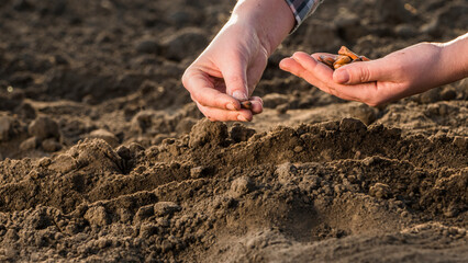 Farmer's hands are planting grain into the soil. New life concept