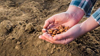 Hands with a handful of seeds above the ground
