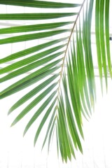 Palm leaf in a tropical greenhouse.Background