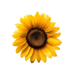 Sunflower in white background