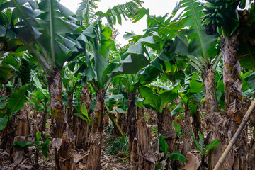 Bunch of ripe bananas hanging on trees in a banana plantation on Terceira Island, Azores. Tropical fruit farm scenery.