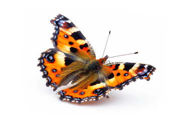 Fototapeta na wymiar Beautiful Small Tortoiseshell butterfly isolated on a white background with clipping path