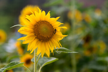 View of the sunflower in summner