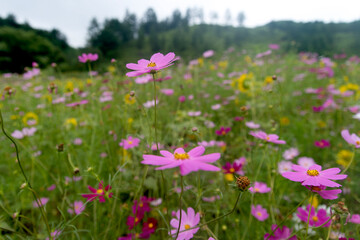 View of the cosmos flower in the field