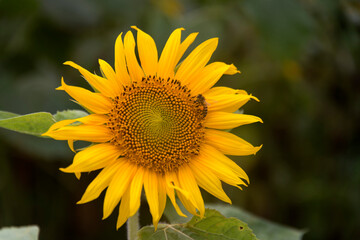 View of the sunflower in summner