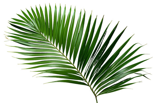 Elegant Palm Leaf in Serene White Surroundings. On a White or Clear Surface PNG Transparent Background.