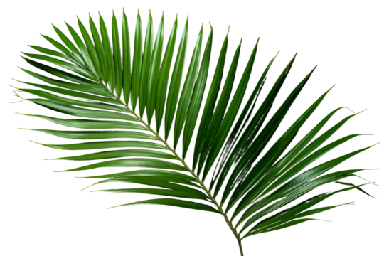 Elegant Palm Leaf in Serene White Surroundings. On a White or Clear Surface PNG Transparent Background.