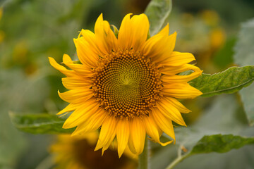 View of the sunflower in summner