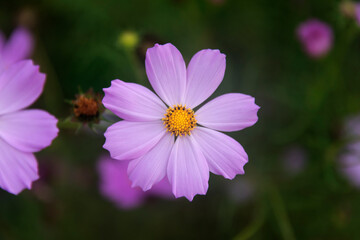 View of the cosmos flowers in the filed