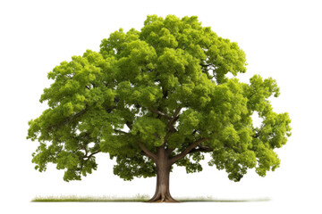 Majestic Green Canopy: Natures Flourishing Giant. On a White or Clear Surface PNG Transparent Background.
