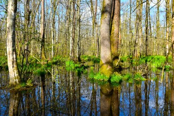 Flooded Krakov wetland forest with pedunculate oak (Quercus robur) and horbeam (Carpinus betulus) trees and a reflection in the water in Dolenjska, Slovenia