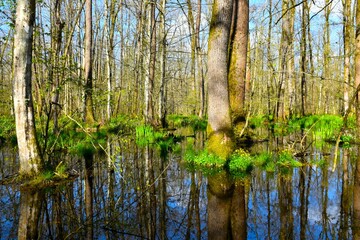 Fototapeta premium Flooded Krakov wetland forest with pedunculate oak (Quercus robur) and horbeam (Carpinus betulus) trees and a reflection in the water in Dolenjska, Slovenia
