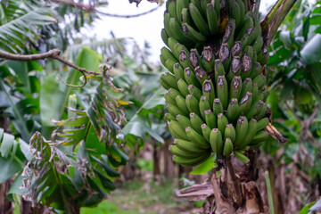 Bunch of ripe bananas hanging on trees in a banana plantation on Terceira Island, Azores. Tropical...