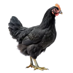 Foto op Plexiglas A white chicken or rooster stands alone on a bright background © Nopadol