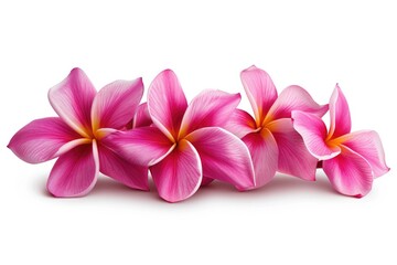 Group of Pink Frangipani isolated on White